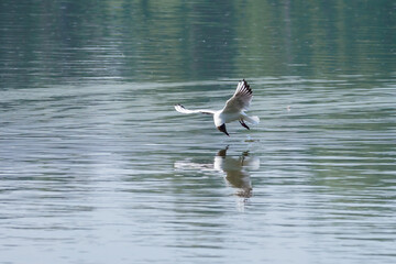 Chroicocephalus ridibundus - a seagull flying low above the water.
