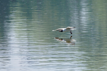 Chroicocephalus ridibundus - a seagull flying low above the water.