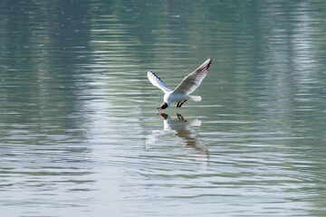 Chroicocephalus ridibundus - a seagull flying low above the water.