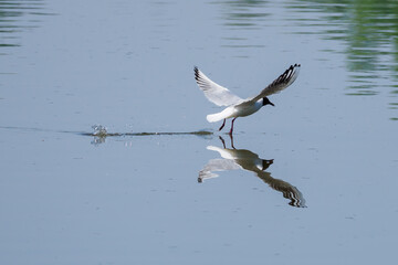 Chroicocephalus ridibundus - a seagull flying low above the water.