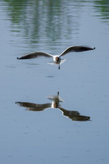 Chroicocephalus ridibundus - a seagull flying low above the water.