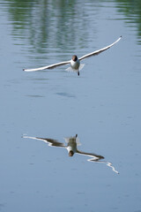 Fototapeta na wymiar Chroicocephalus ridibundus - a seagull flying low above the water.