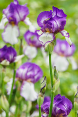 The purple flower of an iris out in nature.