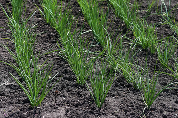 rows of young green onions. growing onions in agriculture. healthy eating.
