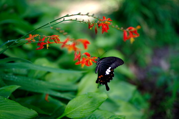 Fototapeta premium アゲハ蝶