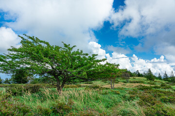 Obraz premium 高原の木々と青空に広がる雲