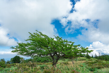 Obraz premium 高原の木々と青空に広がる雲