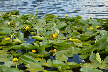 Yellow Water-Lily (Nuphar polysepalum) wildflowers in Anthony Lake in Elkhorn Mountains, Oregon
