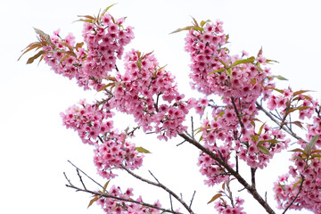 pink sakura flowers of thailand blooming