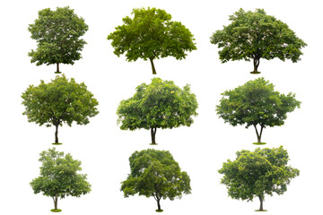 nine collection of beautiful green tree isolated on white