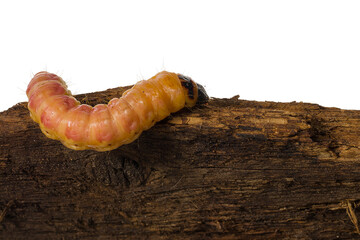 large caterpillar crawling on a piece of wood isolated on white background