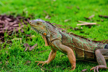 Green iguana, American iguana is a lizard reptile in the genus Iguana in the iguana family. And in the subfamily Iguanidae.