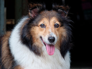 Close up portrait of Shetland sheepdog looking at camera friendly with its tongue out of mouth,...