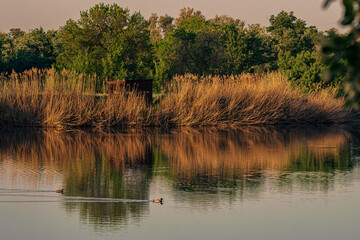 Aves en parque natural de las Lagunas Rivas Madrid © Joaquin Daban