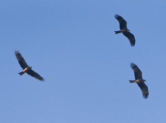 Aves en parque natural de las Lagunas Rivas Madrid
