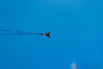 Aves en parque natural de las Lagunas Rivas Madrid