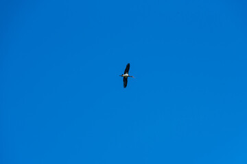 Aves en parque natural de las Lagunas Rivas Madrid