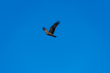 Fototapeta na wymiar Aves en parque natural de las Lagunas Rivas Madrid