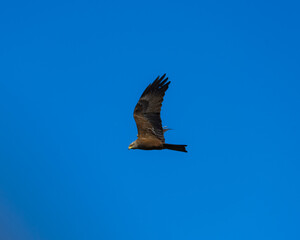 Aves en parque natural de las Lagunas Rivas Madrid
