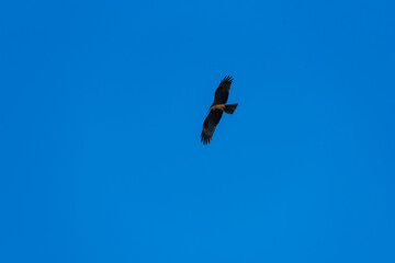 Aves en parque natural de las Lagunas Rivas Madrid