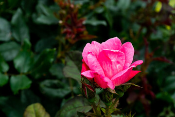 ピンクのバラの花
