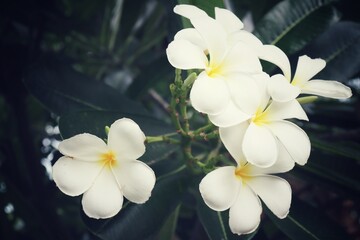 Beautiful of white frangipani tropical flowers and green leaves