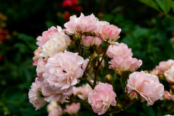 ピンクのバラの花