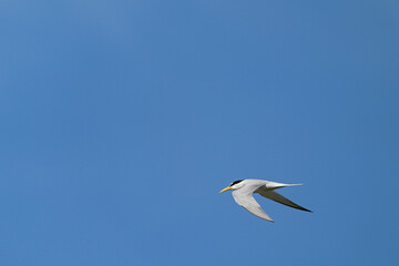 Bird in Singapore Flying Little tern in the blue sky