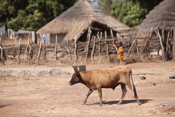 Vache dans un village de la région de kédougou au sénégal