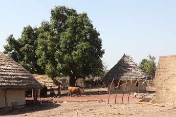 Vache dans un village de la r&eacute;gion de k&eacute;dougou au s&eacute;n&eacute;gal