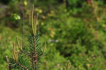 close up of pine needles