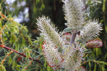 Macro of pussy willows with pollen opening up