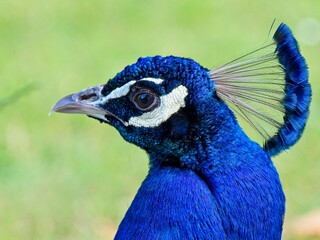 male peacock close-up portrait, green blurry background