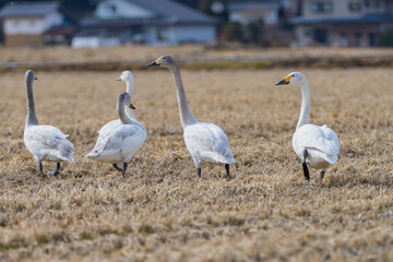 長野県駒ケ根市　休耕田で寛ぐ白鳥の群れ