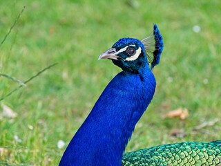 Fototapeta premium male peacock close-up portrait, green blurry background