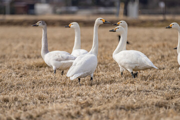 長野県駒ケ根市　休耕田で寛ぐ白鳥の群れ