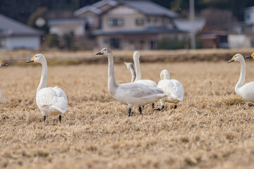 長野県駒ケ根市　休耕田で寛ぐ白鳥の群れ
