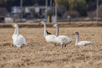 長野県駒ケ根市　休耕田で寛ぐ白鳥の群れ