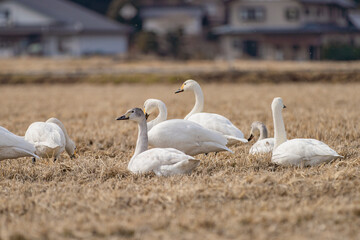 長野県駒ケ根市　休耕田で寛ぐ白鳥の群れ