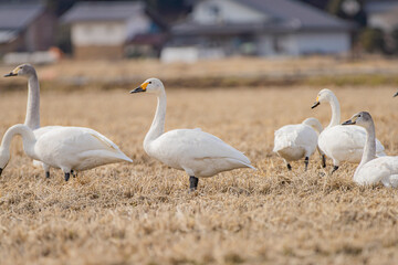 長野県駒ケ根市　休耕田で寛ぐ白鳥の群れ