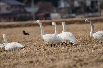 長野県駒ケ根市　休耕田で寛ぐ白鳥の群れ