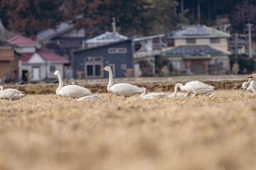 長野県駒ケ根市　休耕田で寛ぐ白鳥の群れ