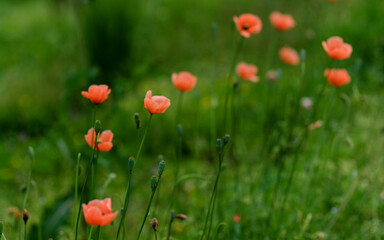 field of poppies