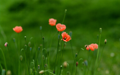 Naklejka premium poppy flowers in field