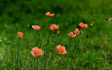 field of poppies
