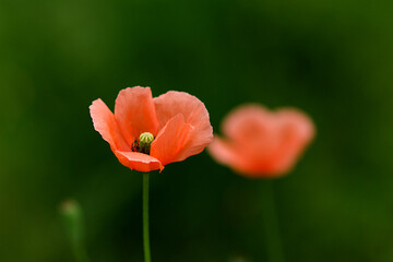 Fototapeta premium red and yellow poppy