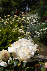 Obraz na płótnie Canvas roses in the garden