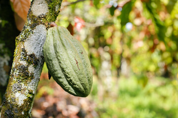 fruits of the cacao plant, in traditional cultivation