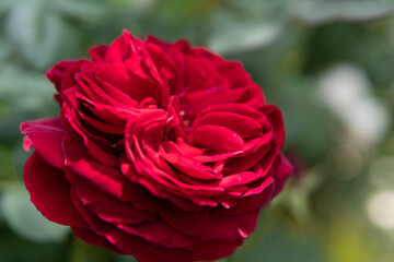red rose in garden