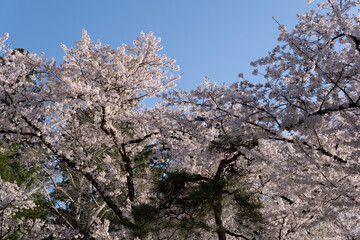 tree blossom
